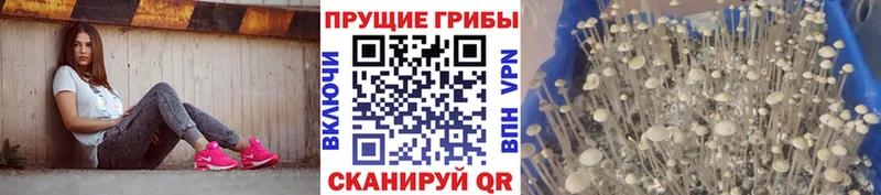 наркотики  KRAKEN рабочий сайт  Псилоцибиновые грибы MAGIC MUSHROOMS  Магадан 